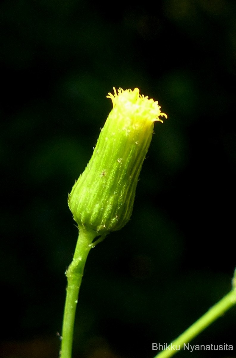 Pluchea paniculata (Willd.) Karthik. & Moorthy